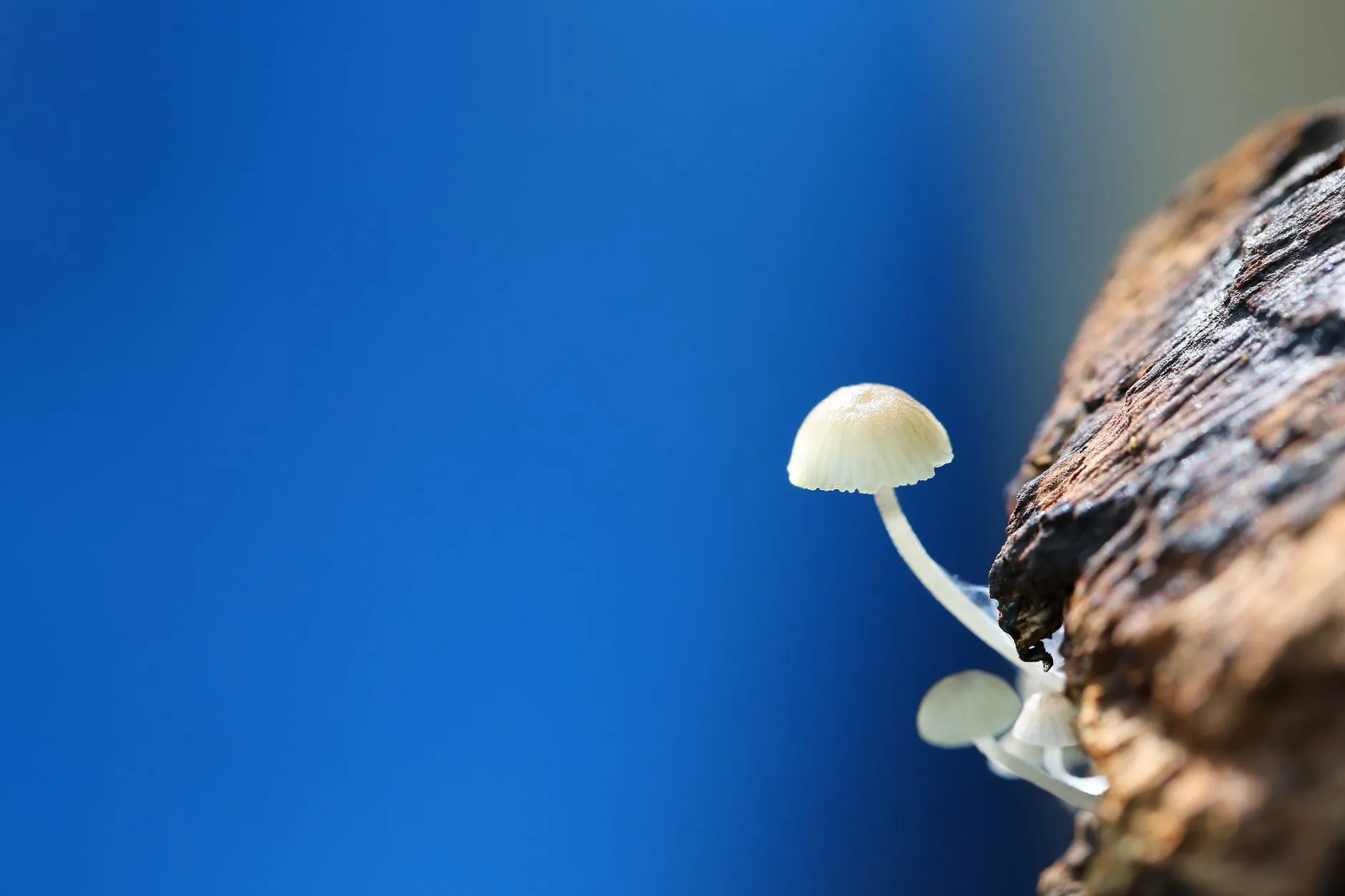 福州佐腕装饰：布艺窗帘与百叶窗定制方案的技术要点解析