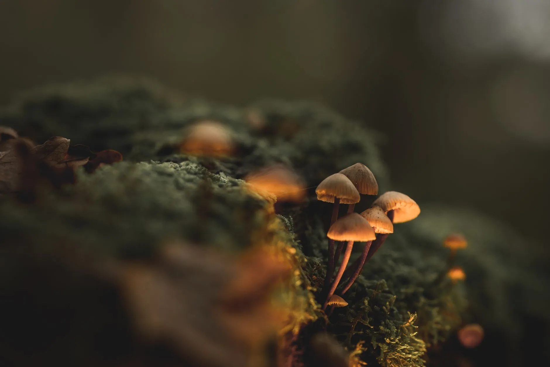 布艺窗帘与百叶窗在福州家庭遮光方案中的性能对比分析