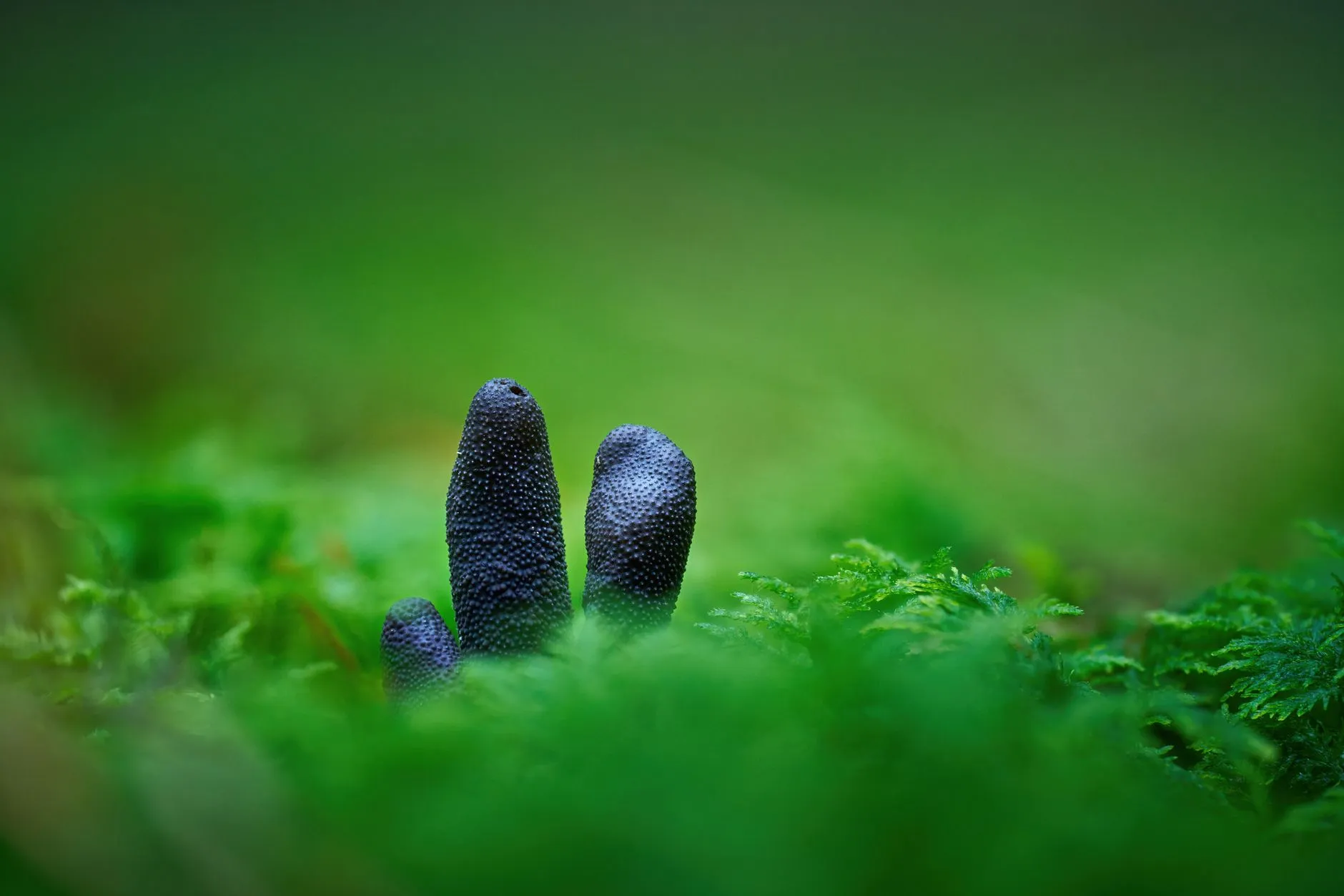 福州家庭窗帘定制指南：布艺窗帘与柔纱帘的遮光装饰搭配方案